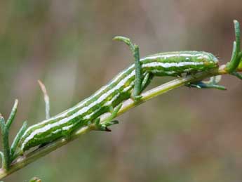  Chenille de Phyllophila obliterata Rbr - Yoan Braud