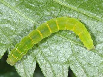  Chenille de Hypena obsitalis Hb. - Wolfgang Wagner, www.pyrgus.de