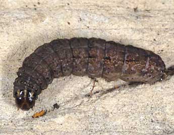  Chenille de Chersotis ocellina D. & S. - ©Wolfgang Wagner, www.pyrgus.de