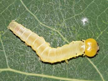  Chenille de Tethea ocularis L. - Jean-Paul Coat