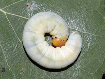  Chenille de Tethea ocularis L. - ©Jean-Paul Coat