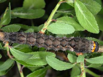  Chenille de Valeria oleagina D. & S. - Wolfgang Wagner, www.pyrgus.de