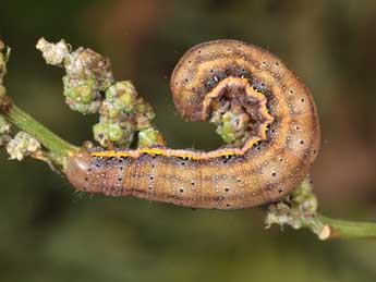  Chenille de Lacanobia oleracea L. - ©Philippe Mothiron