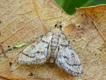 Metasia ophialis Tr. adulte - Friedmar Graf