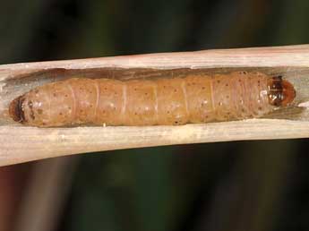  Chenille de Lateroligia ophiogramma Esp. - ©Wolfgang Wagner, www.pyrgus.de