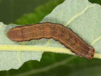  Chenille de Orthosia opima Hb. - Wolfgang Wagner, www.pyrgus.de