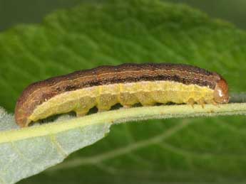  Chenille de Orthosia opima Hb. - ©Wolfgang Wagner, www.pyrgus.de