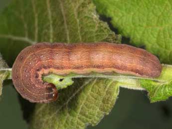  Chenille de Orthosia opima Hb. - Wolfgang Wagner, www.pyrgus.de