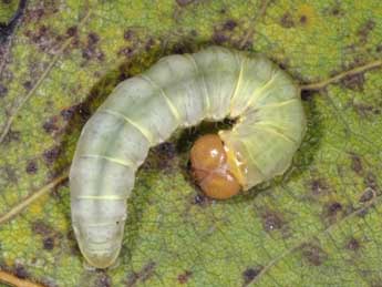  Chenille de Tethea or D. & S. - ©Wolfgang Wagner, www.pyrgus.de