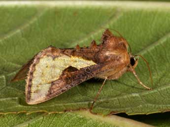 Thysanoplusia orichalcea F. adulte - ©Philippe Mothiron