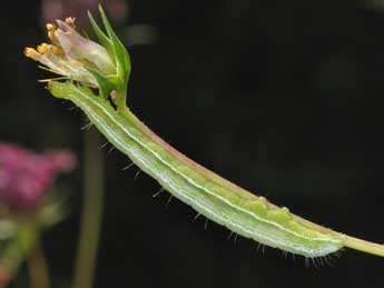  Chenille de Thysanoplusia orichalcea F. - ©Philippe Mothiron