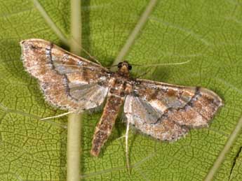 Hydriris ornatalis Dup. adulte - Philippe Mothiron