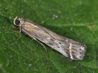 Pempeliella ornatella D. & S. adulte - Philippe Mothiron