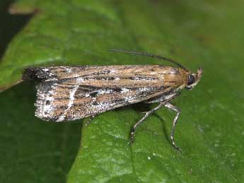 Pempeliella ornatella D. & S. adulte - Philippe Mothiron