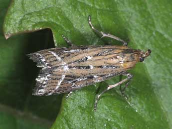 Pempeliella ornatella D. & S. adulte - Philippe Mothiron