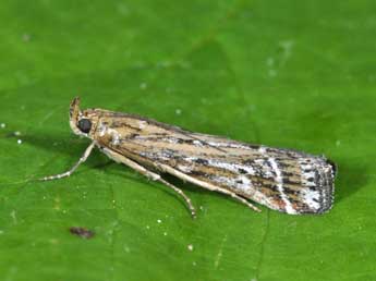 Pempeliella ornatella D. & S. adulte - Philippe Mothiron