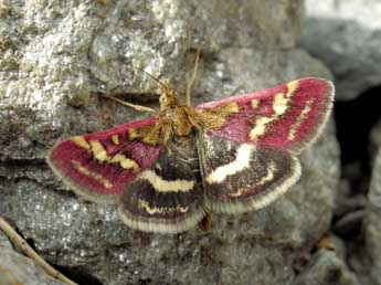 Pyrausta ostrinalis Hb. adulte - ©Jean-Pierre Lamoline