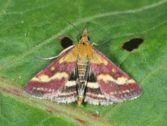 Pyrausta ostrinalis Hb. adulte - ©Philippe Mothiron