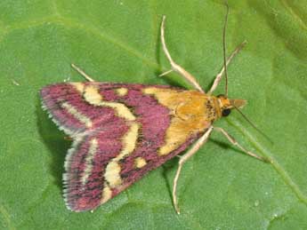 Pyrausta ostrinalis Hb. adulte - Philippe Mothiron