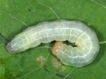  Chenille de Enargia paleacea Esp. - Wolfgang Wagner, www.pyrgus.de