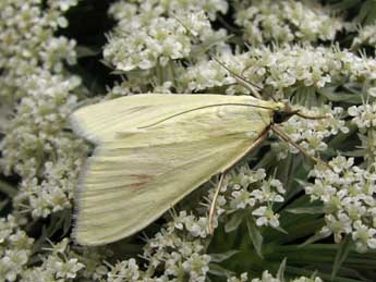 Sitochroa palealis D. & S. adulte - ©Nicole Lepertel