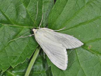 Sitochroa palealis D. & S. adulte - ©Philippe Mothiron