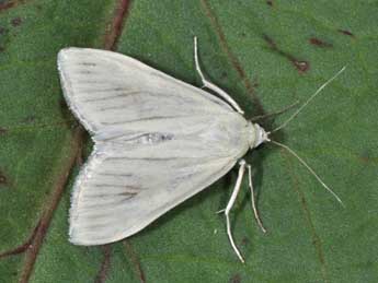 Sitochroa palealis D. & S. adulte - Philippe Mothiron