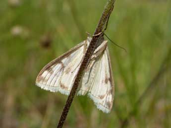 Sitochroa palealis D. & S. adulte - ©Tristan Lafranchis