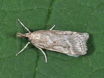 Eudonia pallida Curt. adulte - ©Philippe Mothiron