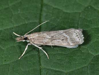 Eudonia pallida Curt. adulte - ©Philippe Mothiron