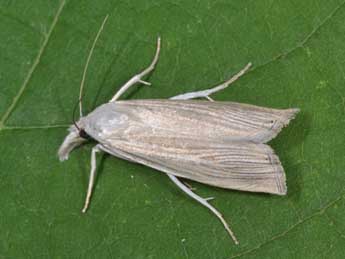 Mesocrambus pallidellus Dup. adulte - ©Philippe Mothiron