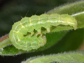  Chenille de Hypena palpalis Hb. - ©Wolfgang Wagner, www.pyrgus.de