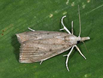 Calamotropha paludella Hb. adulte - Philippe Mothiron