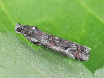 Pempelia palumbella D. & S. adulte - Philippe Mothiron