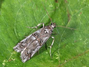 Pempelia palumbella D. & S. adulte - Philippe Mothiron