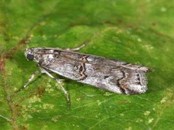 Pempelia palumbella D. & S. adulte - Philippe Mothiron