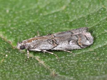 Pempelia palumbella D. & S. adulte - Philippe Mothiron