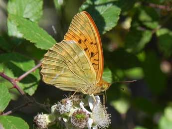 Argynnis paphia L. adulte - Philippe Mothiron