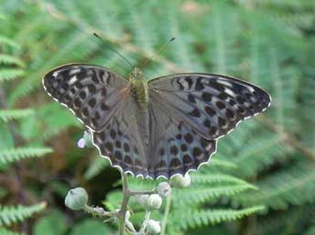 Argynnis paphia L. adulte - ©Philippe Mothiron