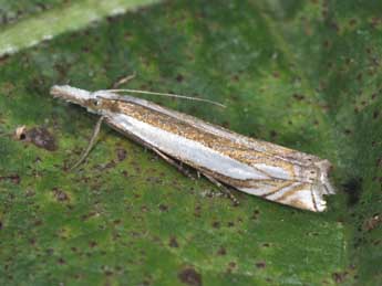 Crambus pascuella L. adulte - ©Philippe Mothiron