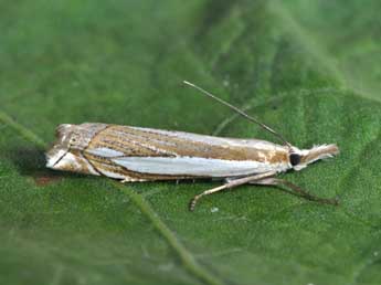 Crambus pascuella L. adulte - Philippe Mothiron