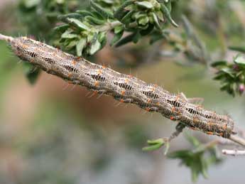  Chenille de Athroolopha pennigeraria Hb. - Emmanuel Ruiz