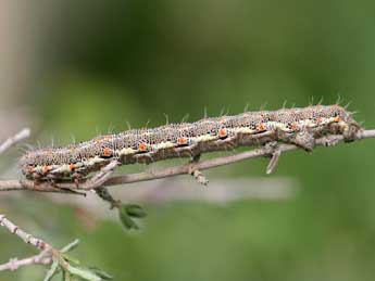  Chenille de Athroolopha pennigeraria Hb. - Emmanuel Ruiz