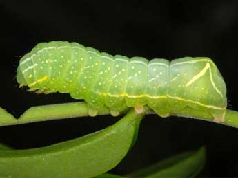  Chenille de Amphipyra perflua F. - Wolfgang Wagner, www.pyrgus.de