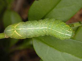  Chenille de Amphipyra perflua F. - ©Wolfgang Wagner, www.pyrgus.de