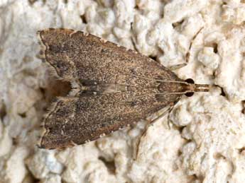 Diplopseustis perieresalis Wlk. adulte - Pierre Gros