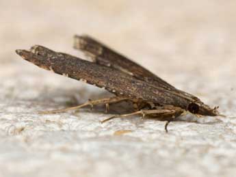 Diplopseustis perieresalis Wlk. adulte - Pierre Gros