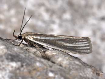 Crambus perlellus Scop. adulte - ©Philippe Mothiron