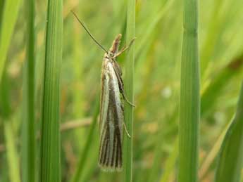 Crambus perlellus Scop. adulte - Jean-Pierre Lamoline