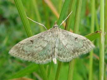 Anania perlucidalis Hb. adulte - Ingeborg M.M. van Leeuwen